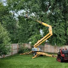 Best Tree Disease Treatment  in Laguna Park, TX