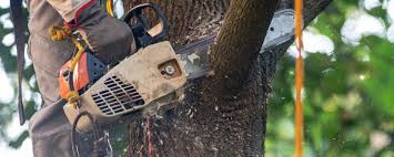 Best Tree Maintenance Programs  in Laguna Park, TX