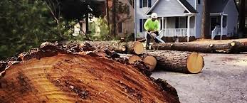 Best Root Management and Removal  in Laguna Park, TX