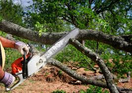 Best Tree Mulching  in Laguna Park, TX