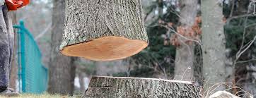 Best Firewood Processing and Delivery  in Laguna Park, TX