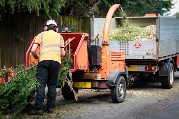 Best Lawn Pest Prevention  in Laguna Park, TX