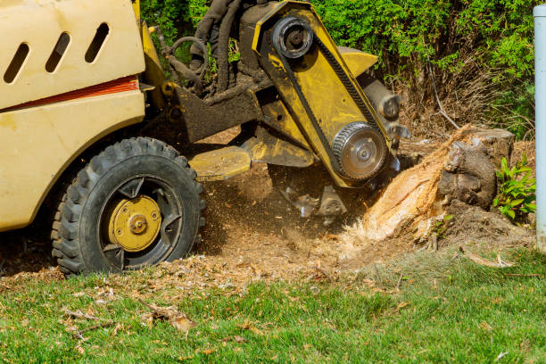Best Hedge Trimming  in Laguna Park, TX
