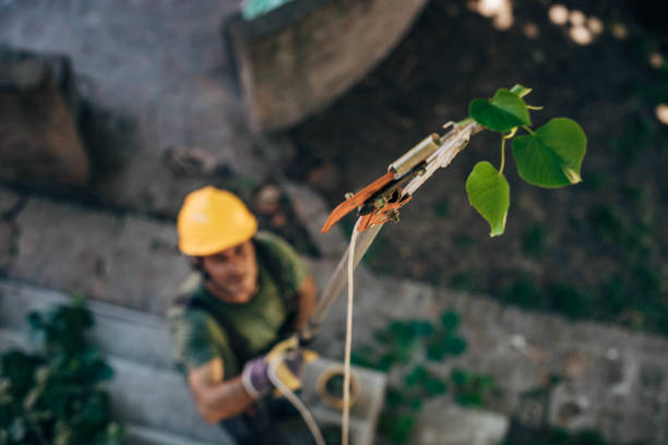 Best Tree Trimming and Pruning  in Laguna Park, TX
