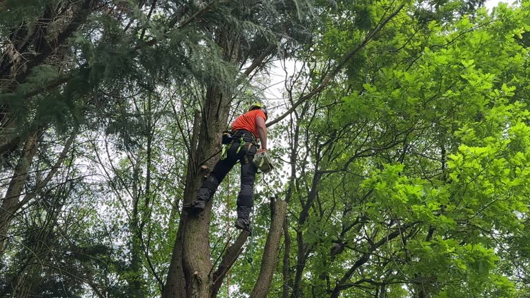 Best Pest Control for Lawns  in Laguna Park, TX