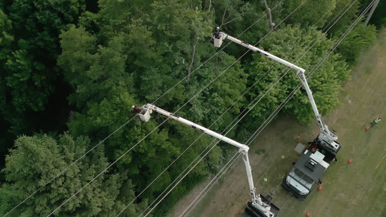 Best Root Management and Removal  in Laguna Park, TX