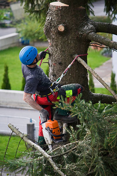 Best Stump Grinding and Removal  in Laguna Park, TX