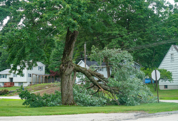 Best Tree Removal  in Laguna Park, TX
