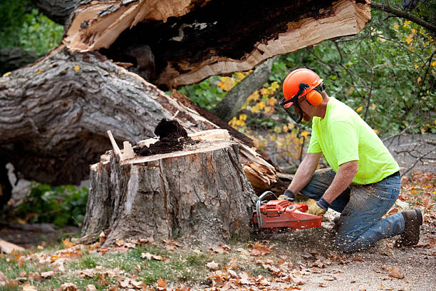 Best Storm Damage Tree Cleanup  in Laguna Park, TX