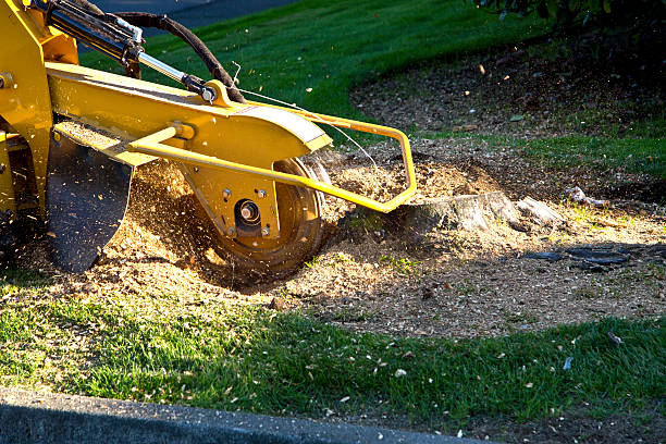 Best Tree Risk Assessment  in Laguna Park, TX