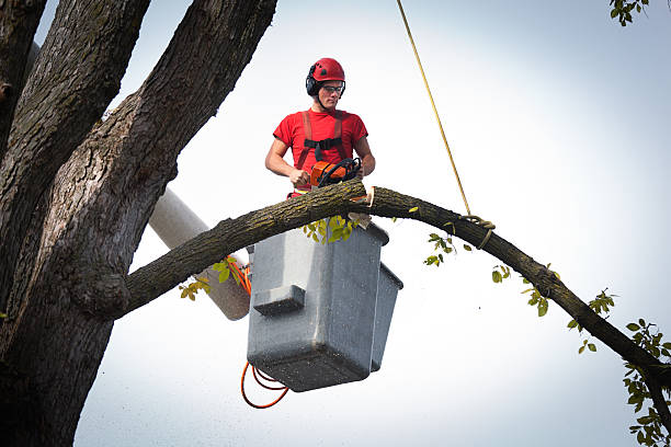 Best Aeration Services  in Laguna Park, TX