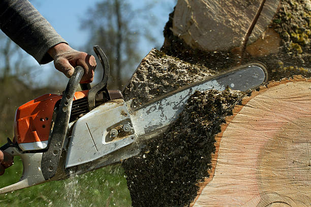 Best Tree Health Inspection  in Laguna Park, TX
