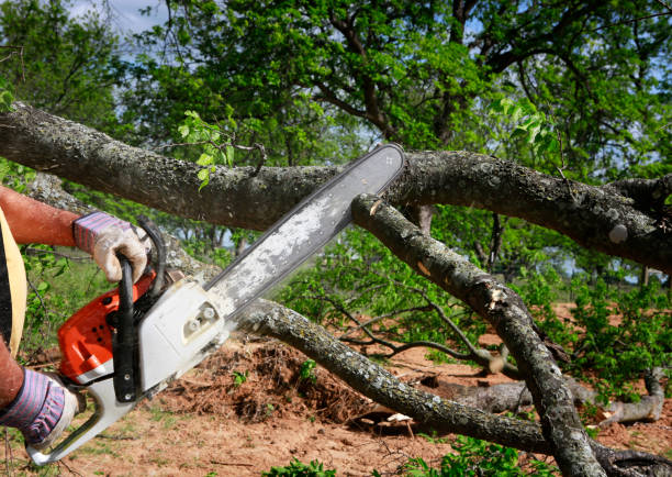 Best Tree Cabling and Bracing  in Laguna Park, TX