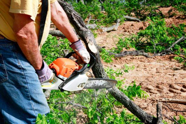 Best Lawn Mowing  in Laguna Park, TX
