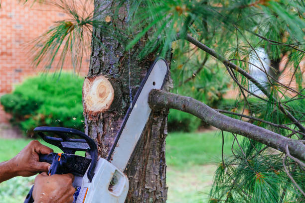 Best Tree Preservation Services  in Laguna Park, TX